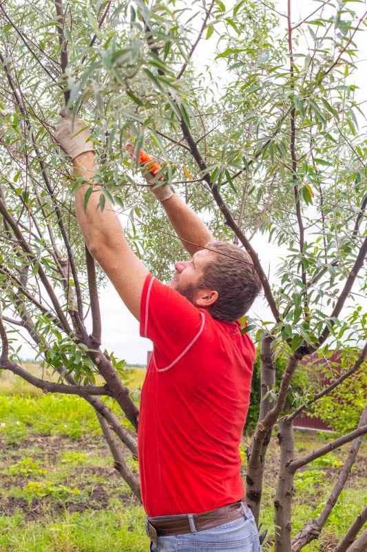 Fruit Tree Pruning