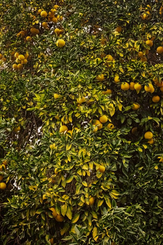 fruit tree pruning