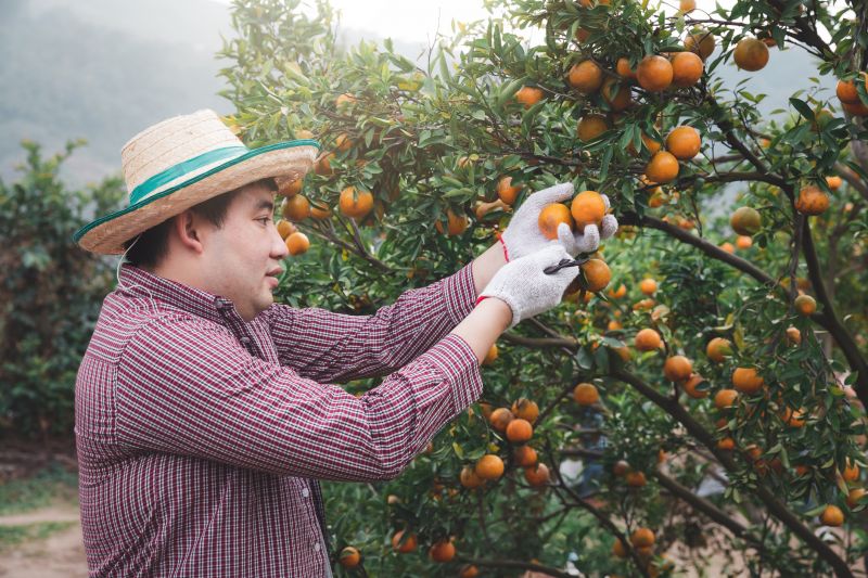 fruit tree pruning