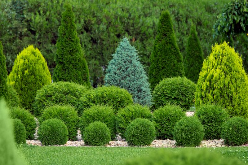 How To Tell When Your Shrubs Need Professional Care