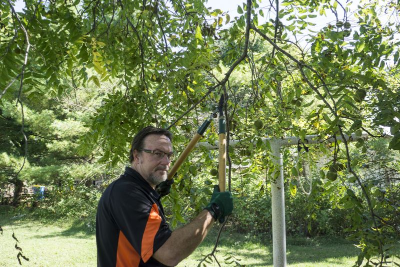 Products For Fruit Tree Prunings in use