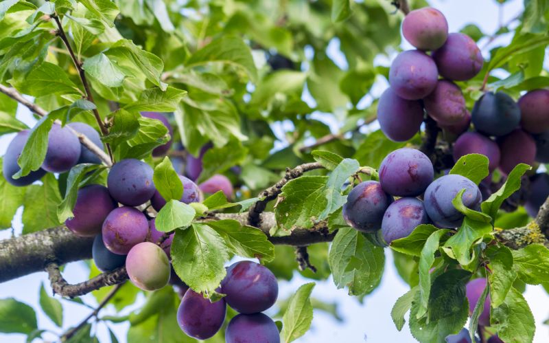 Healthy Fruit Trees
